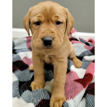 Labrador Retriever Puppy Monica