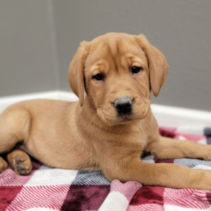 Labrador Retriever Puppy Monica