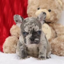 French Bulldog Puppy Frances