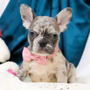 French Bulldog Puppy Frances