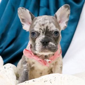 French Bulldog Puppy Frances