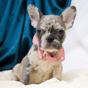 French Bulldog Puppy Frances