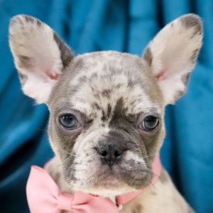 French Bulldog Puppy Frances