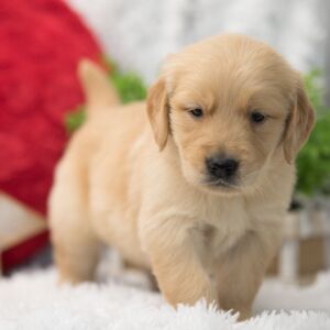 Golden Retriever Puppy Charlie