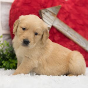 Golden Retriever Puppy Charlie