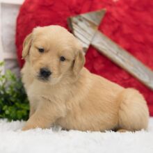 Golden Retriever Puppy Charlie
