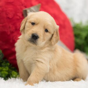 Golden Retriever Puppy Charlie