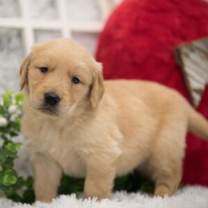 Golden Retriever Puppy Charlie