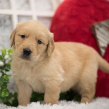 Golden Retriever Puppy Charlie