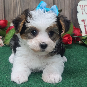Yorkshire Terrier Puppy Princess