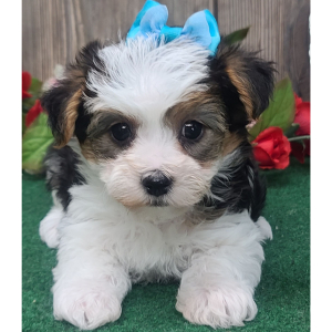 Yorkshire Terrier Puppy Princess