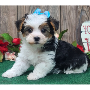 Yorkshire Terrier Puppy Princess