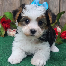 Yorkshire Terrier Puppy Princess