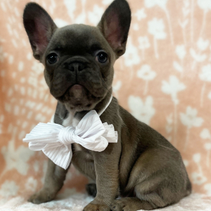 French Bulldog Puppy Chocolate Kisses