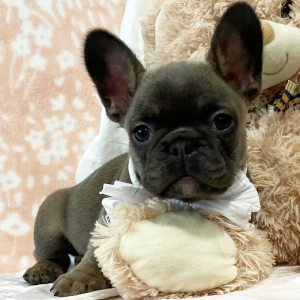 French Bulldog Puppy Chocolate Kisses