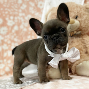 French Bulldog Puppy Chocolate Kisses