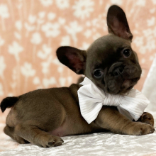 French Bulldog Puppy Chocolate Kisses
