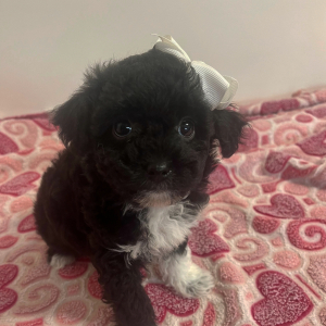 Maltipoo Puppy Halo
