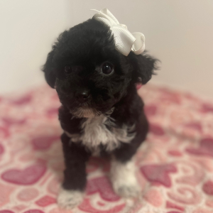 Maltipoo Puppy Halo