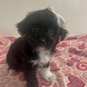 Maltipoo Puppy Halo