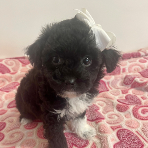 Maltipoo Puppy Halo