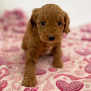 Cavapoo Puppy Poncho
