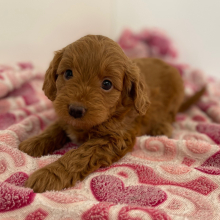 Cavapoo Puppy Poncho
