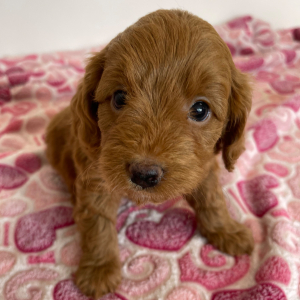 Cavapoo Puppy Poncho