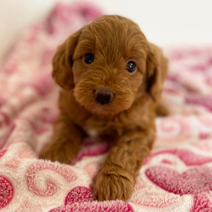 Cavapoo Puppy Poncho