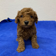Poodle Puppy Rocky