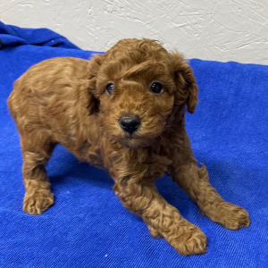 Poodle Puppy Rocky