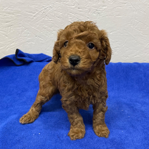 Poodle Puppy Rocky