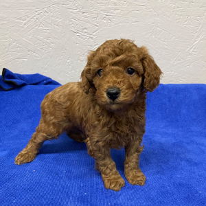 Poodle Puppy Rocky