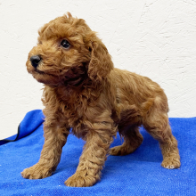 Poodle Puppy Rocky