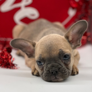 French Bulldog Puppy Flynn