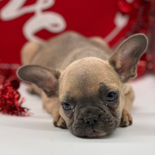 French Bulldog Puppy Flynn