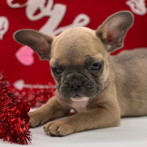 French Bulldog Puppy Flynn
