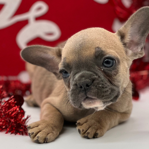 French Bulldog Puppy Flynn