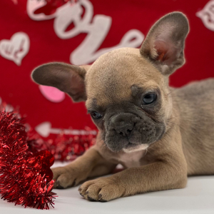 French Bulldog Puppy Flynn