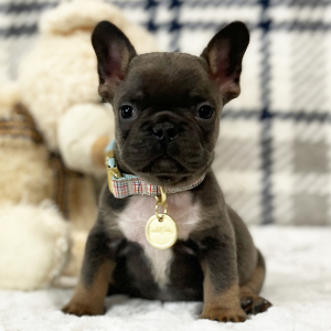 French Bulldog Puppy Sweetie Pie