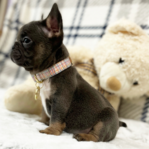 French Bulldog Puppy Sweetie Pie