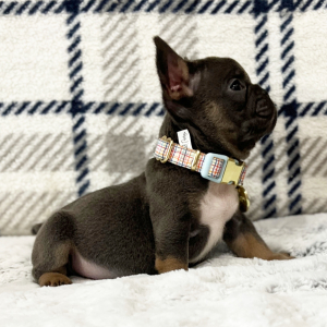 French Bulldog Puppy Sweetie Pie
