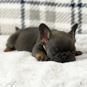 French Bulldog Puppy Sweetie Pie