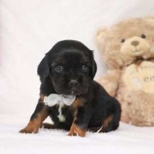 Cavalier King Charles Spaniel Puppy Ricky