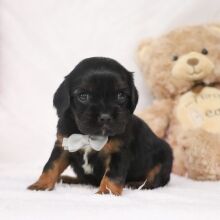 Cavalier King Charles Spaniel Puppy Ricky