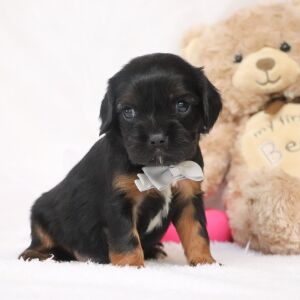 Cavalier King Charles Spaniel Puppy Ricky