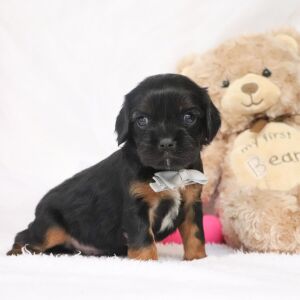 Cavalier King Charles Spaniel Puppy Ricky