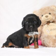Cavalier King Charles Spaniel Puppy Ricky