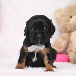 Cavalier King Charles Spaniel Puppy Ricky