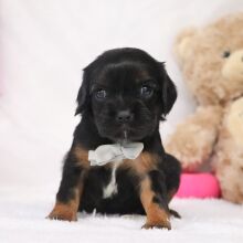 Cavalier King Charles Spaniel Puppy Ricky